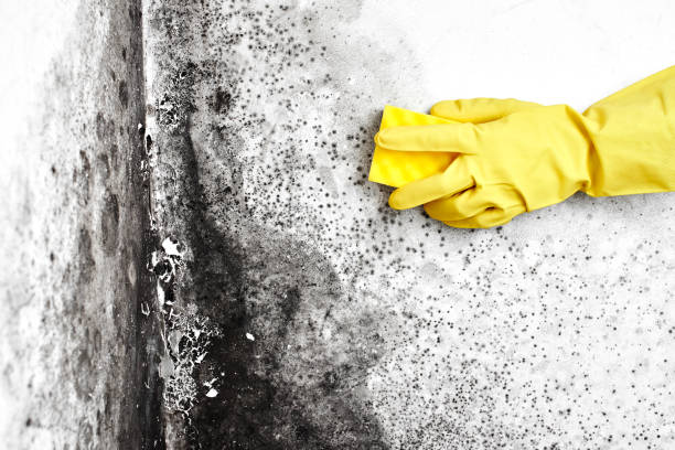 Why You Should Choose Our Mold Remediation Services in Canal Winchester, OH